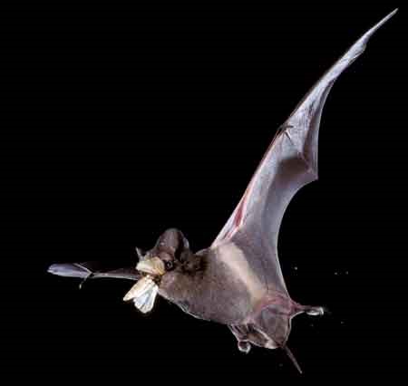 Bat eating a mosquito